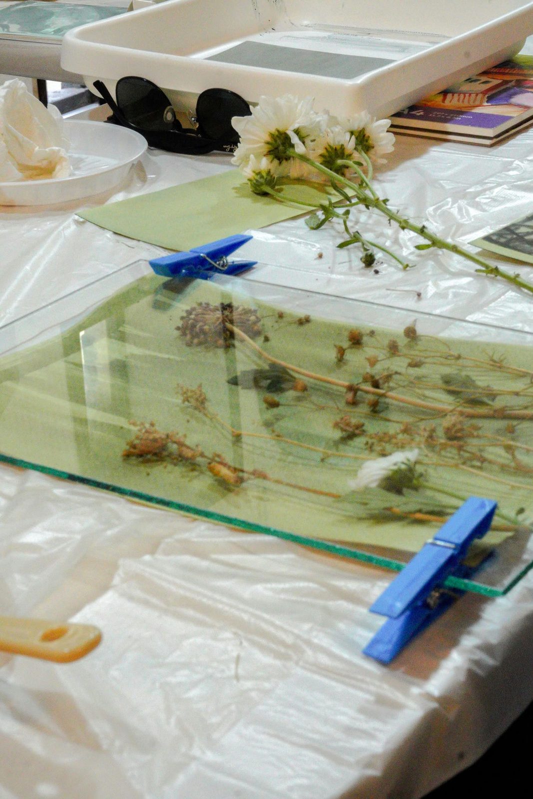 Cyanotype plate with flowers and blue clips on the workshop table, Damascus, September 2026